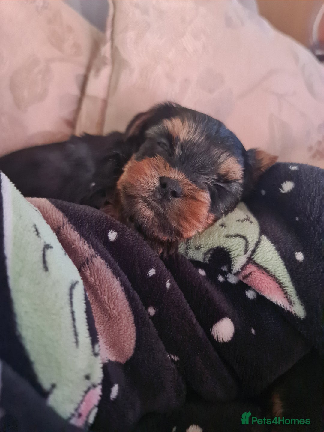 Yorkshire Terrier dogs for sale: Last female Yorkshire Terrier puppy left - Image 32