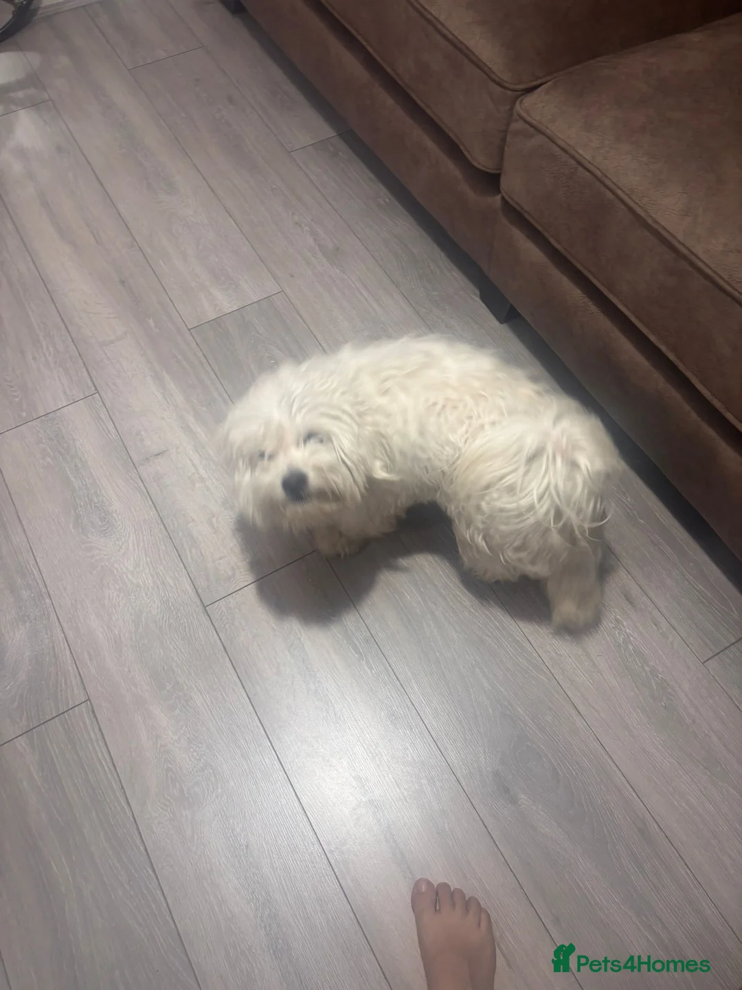 Bichon Frise dogs for sale: Mr. Teddy parmar - Advert 2