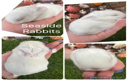 Mini Lop rabbits for sale: Stunning mini lops - Image 20