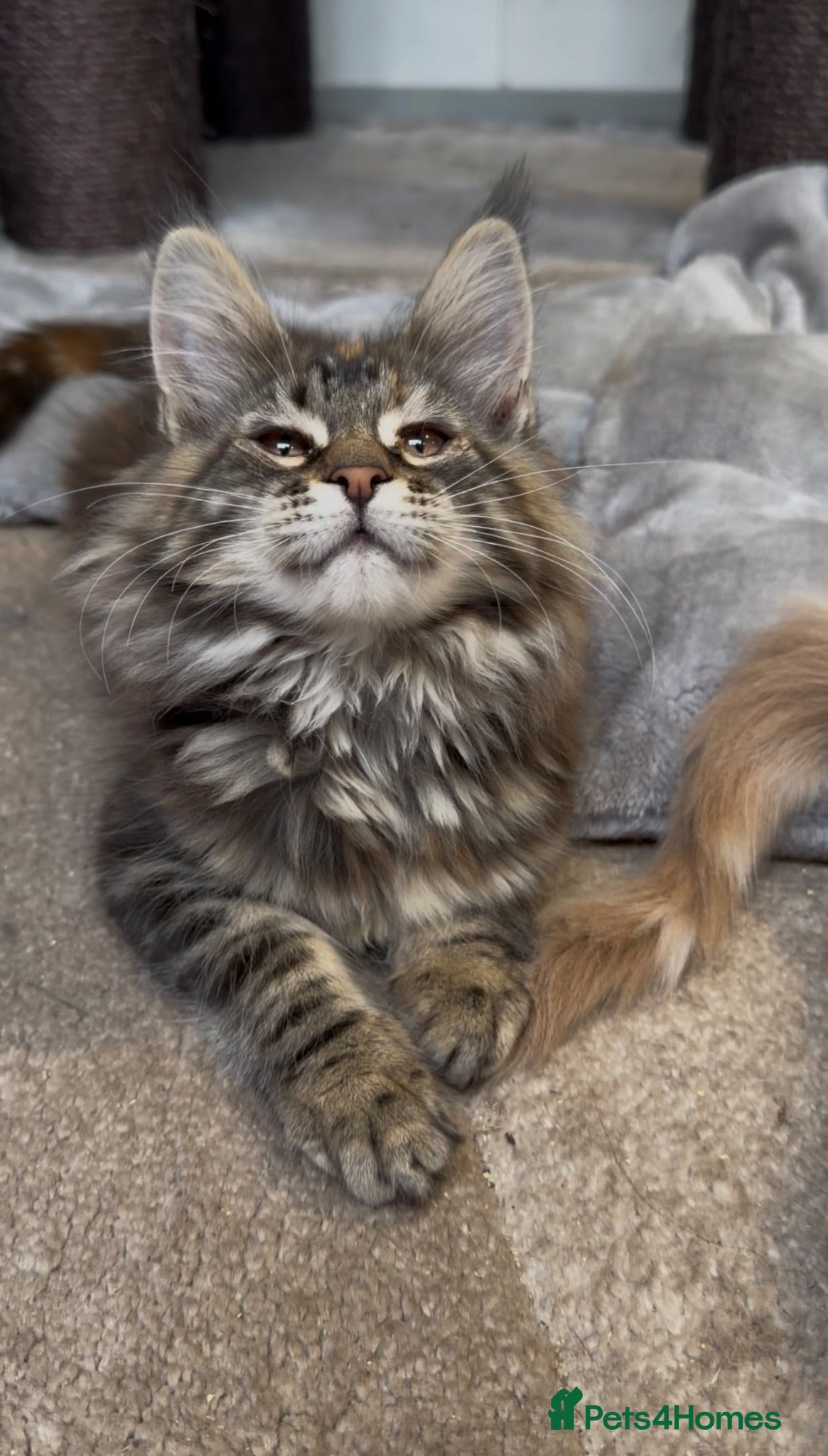 Maine Coon cats First kittens of GCCF Maine coon Champ for sale  - Advert 1