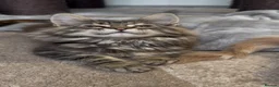 Maine Coon cats for sale: First kittens of GCCF Maine coon Champ for sale  - Advert 1