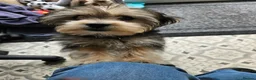 Morkie dogs for sale: Indi.  - Advert 9