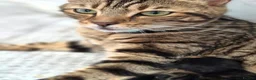 Mixed Breed cats for sale: Bengal & Blue Russian Girl 1Year Old - Advert 2