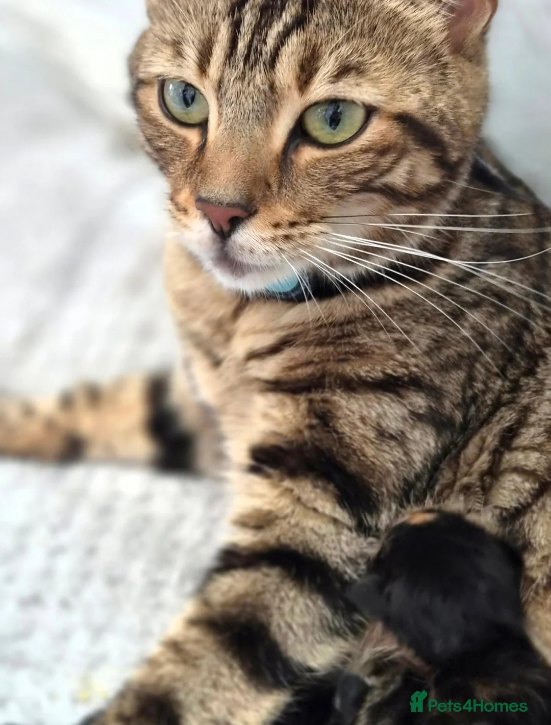 Mixed Breed cats for sale: Bengal & Blue Russian Girl 1Year Old - Advert 2