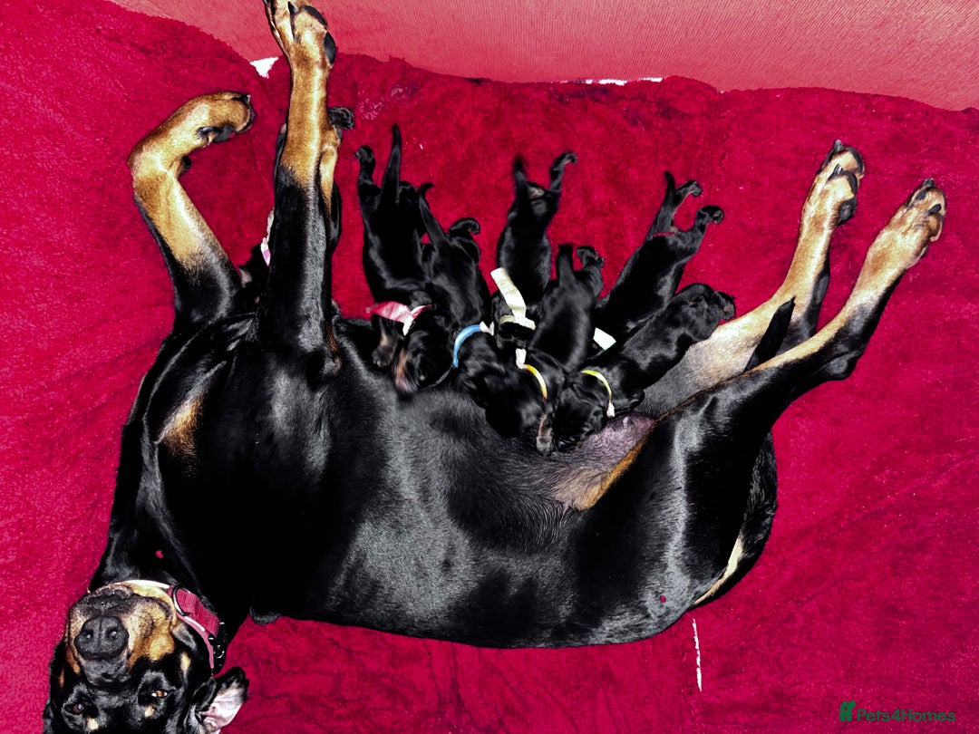 Dobermann dogs for sale: 🏆Supreme Dobermanns - Where Excellence Begins 🏆 - Image 14