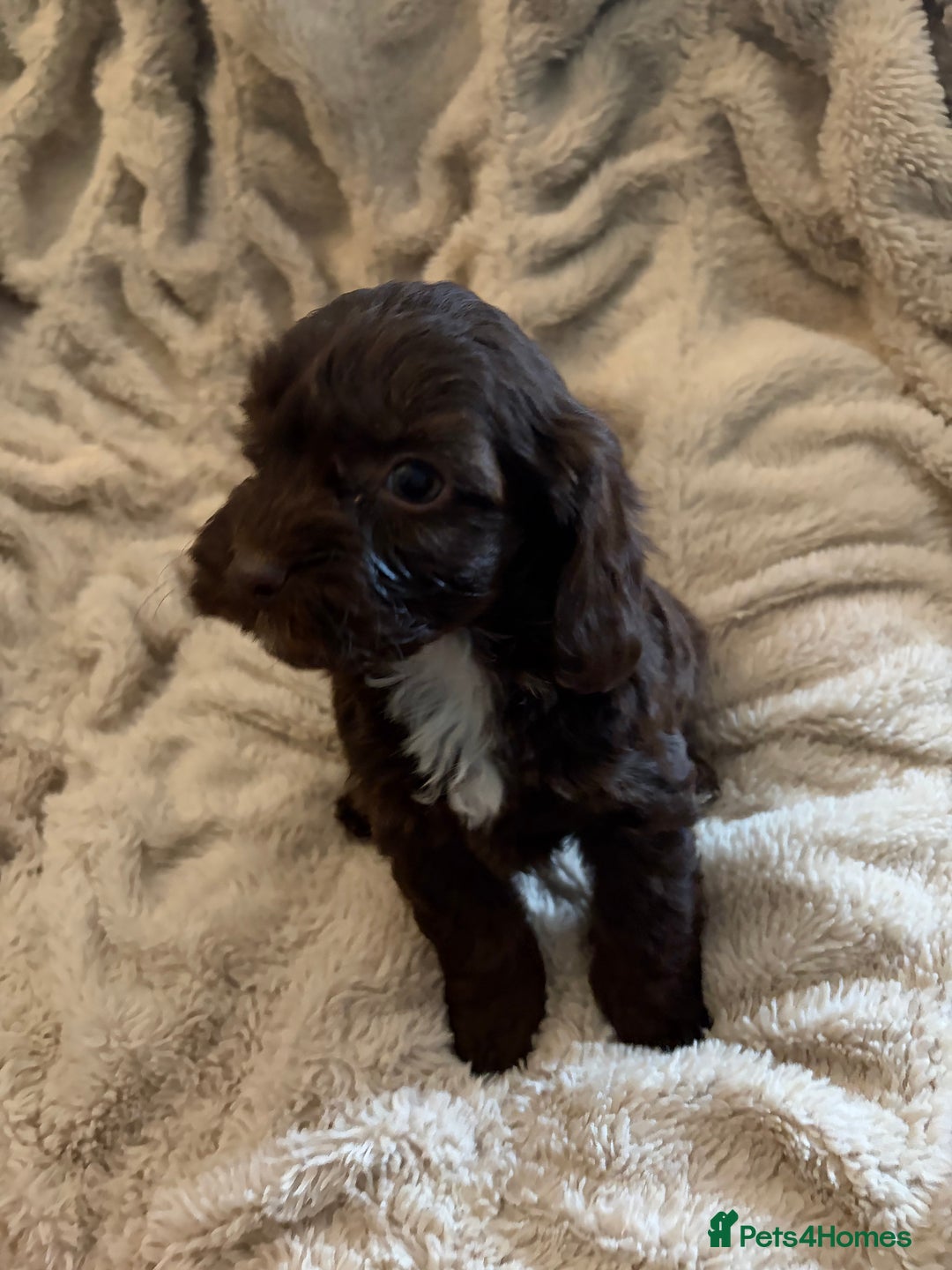 Cockapoo dogs for sale: Beautiful litter of Cockapoo puppies F1 - Advert 21