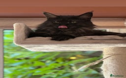 Maine Coon cats for sale: 3 year old (still growing) male for sale - Image 2