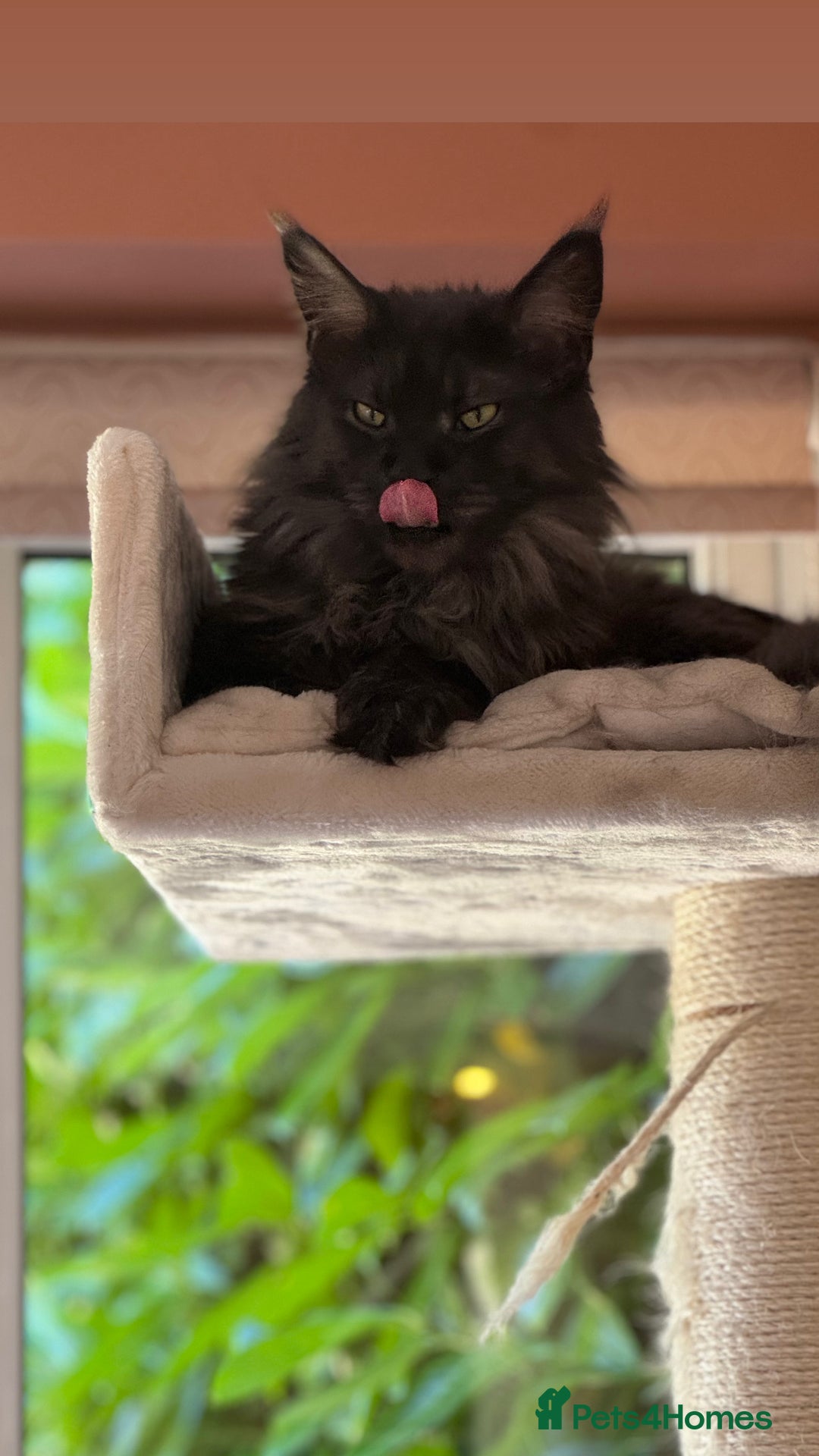 Maine Coon cats for sale: 3 year old (still growing) male for sale - Image 2