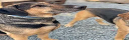 Mixed Breed dogs for adoption: Our Boy Apollo needs a foster or forever home  - Advert 5