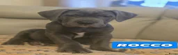 Cane Corso dogs for sale: Bella’s pups Part2 - Advert 9