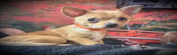 Chihuahua dogs for sale: 3 Chihuahua Boys Ready for Loving Homes - Advert 8