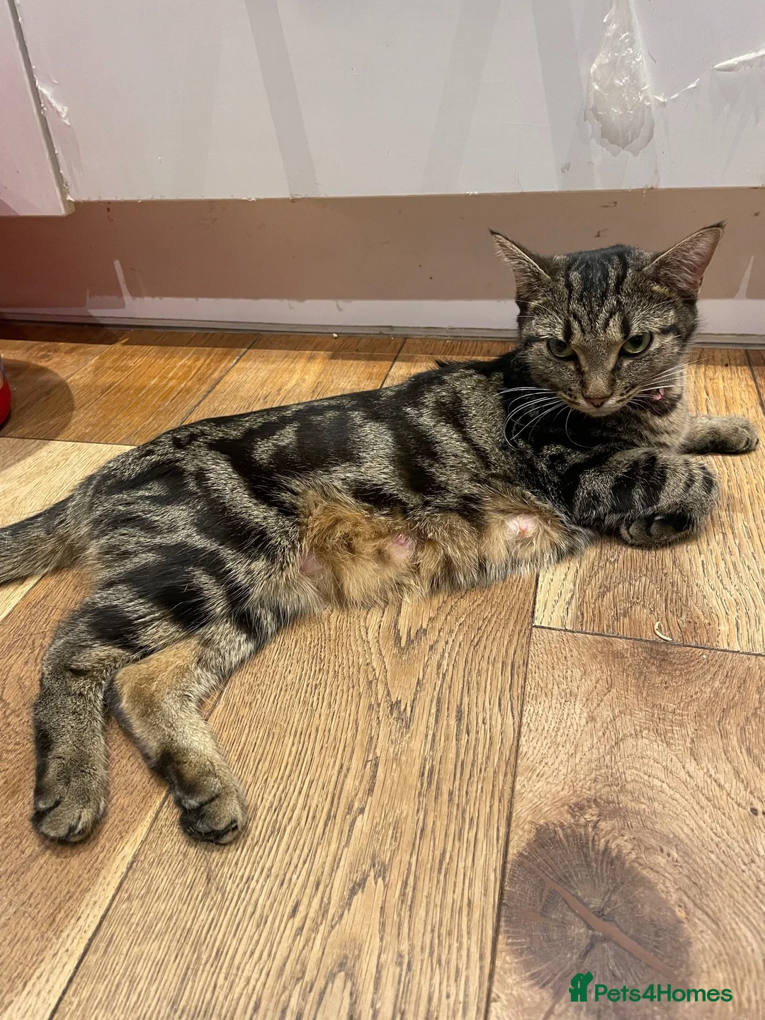 Mixed Breed cats for sale: 🐱 Loving Homes Wanted for Tura & Miko - Advert 2
