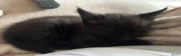 Mixed Breed cats for sale: 3 female kittens for sale  in Romsey - Advert 6