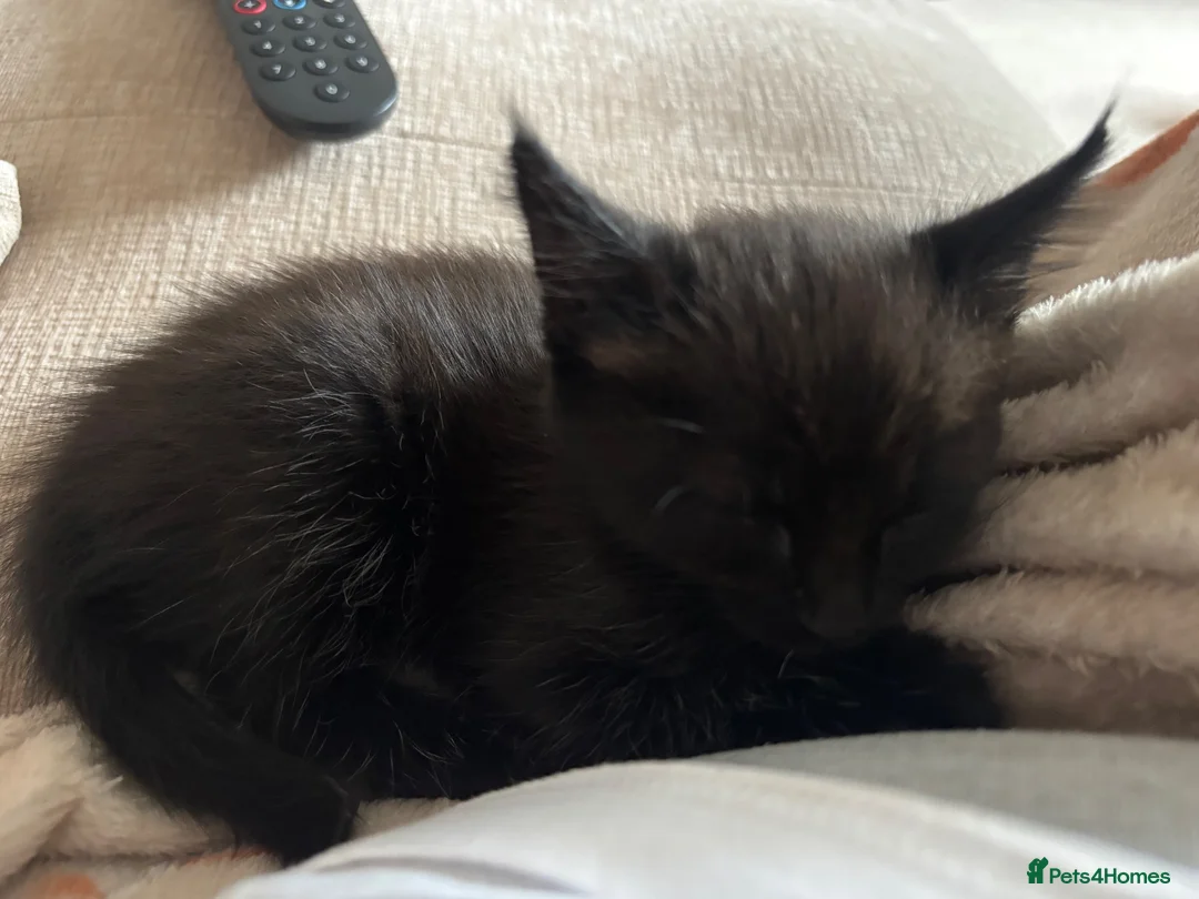 Mixed Breed cats for sale: 3 female kittens for sale  in Romsey - Advert 6
