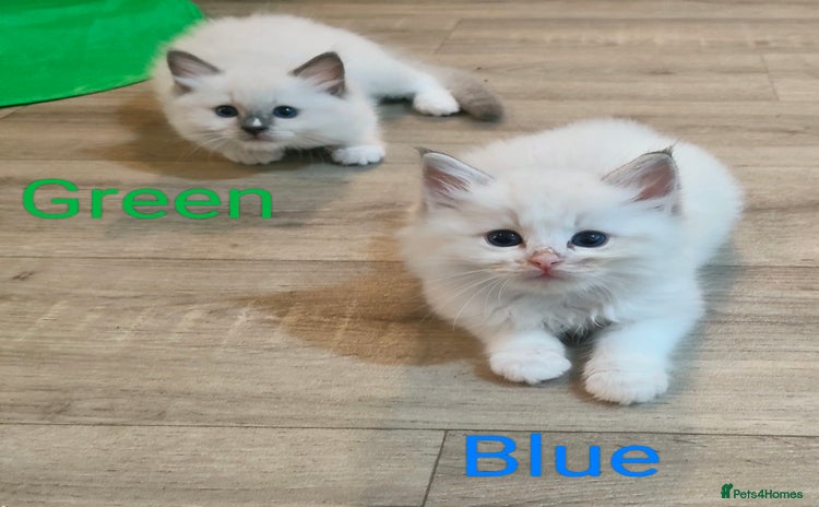 Ragdoll cats - Advert 5