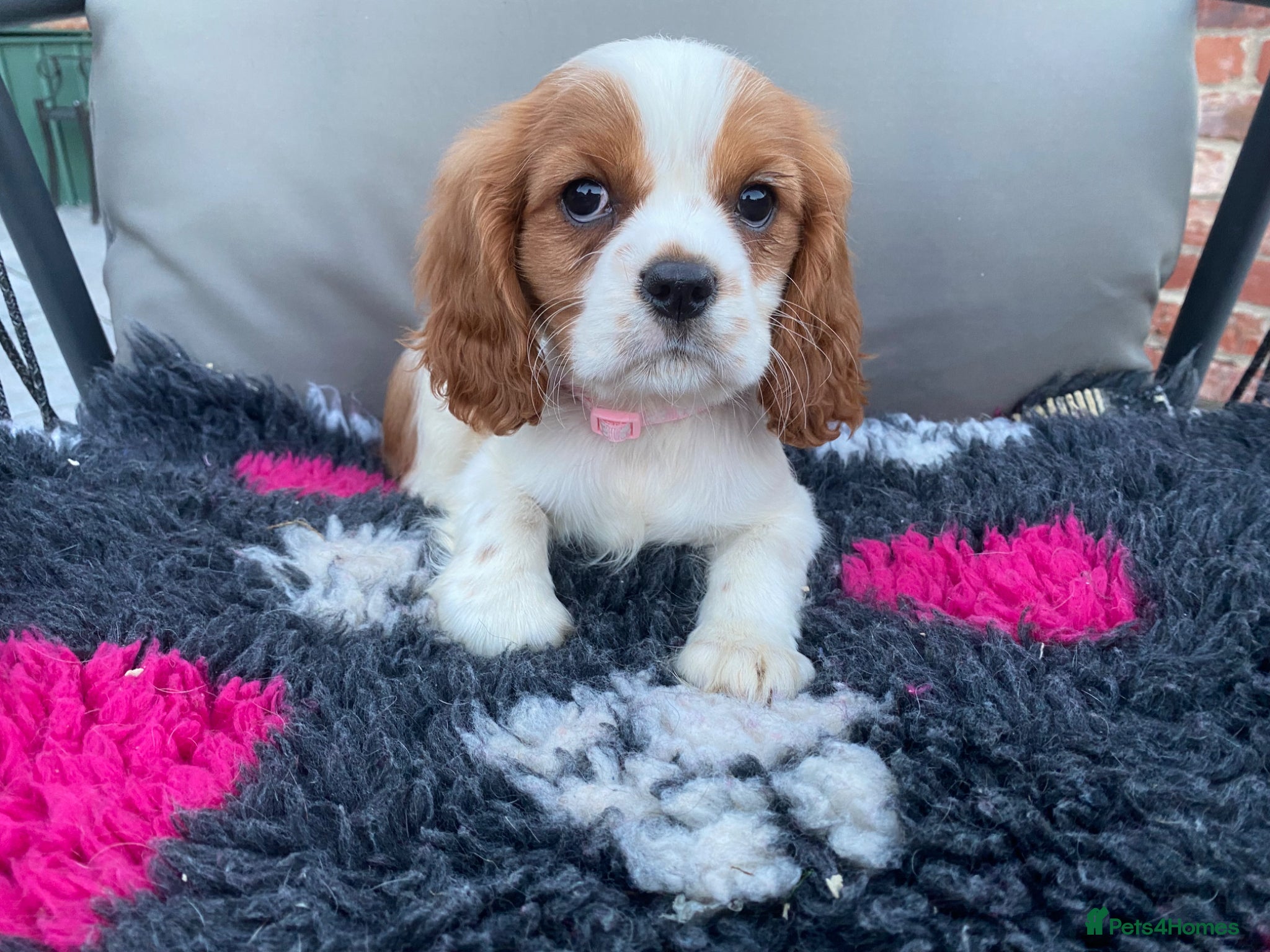 Cavalier King Charles Spaniel Puppy 4