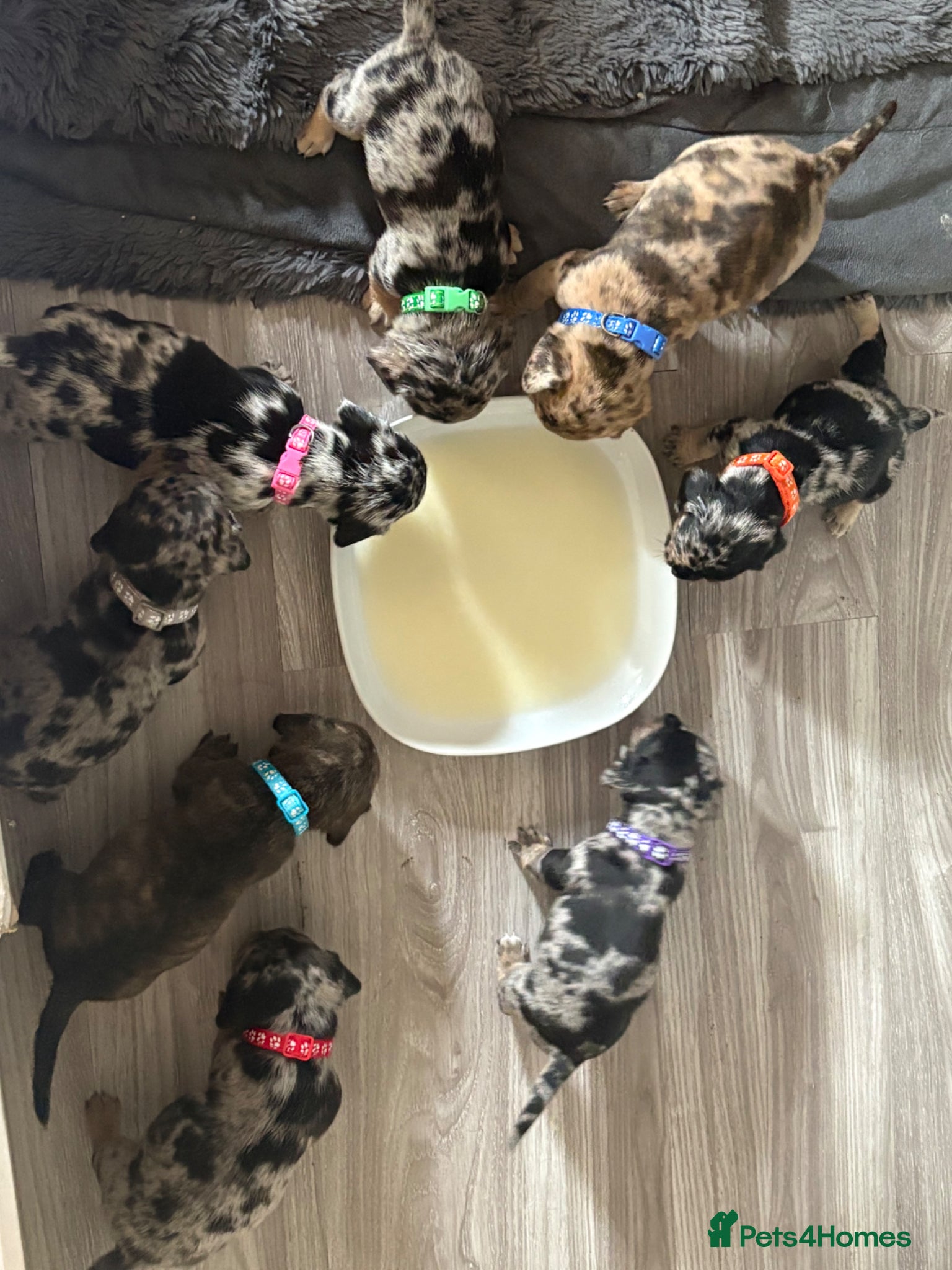 Mixed Breed dogs Beautiful Frenchie X Dachshund pups *5 left*  - Advert 1