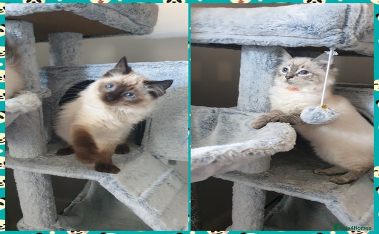 Ragdoll cats - Advert 15