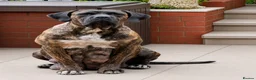 Cane Corso dogs for sale: LOCKDOWN KENNELS UK 2026 Health Tested Litter in Solihull - Advert 2