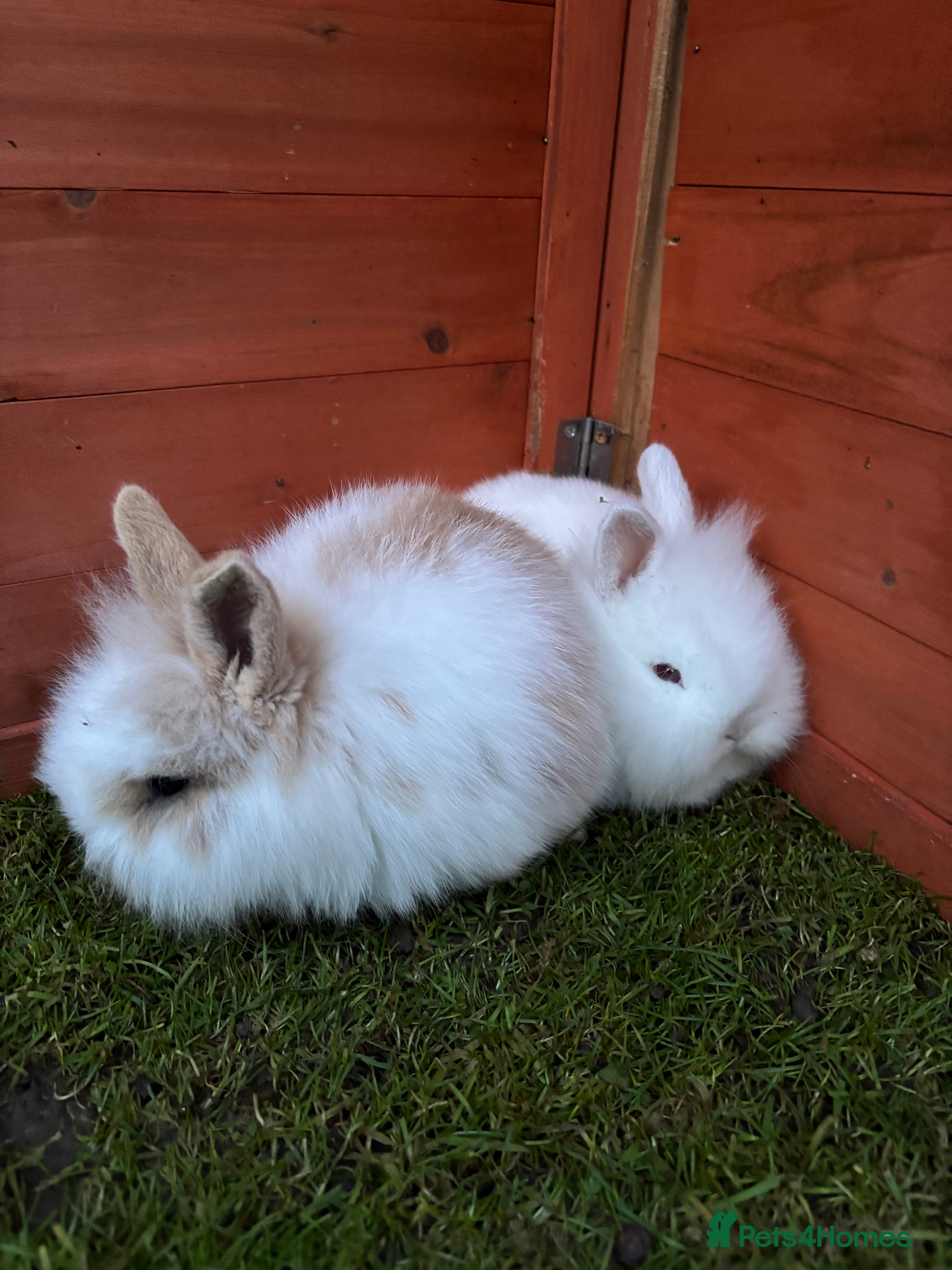Mini Lion Lop rabbits Baby and adult rabbits  - Advert 11