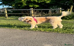 Mixed Breed dogs for sale: 5 Beautiful Cavapoo / Cockapoo puppies  - Image 5