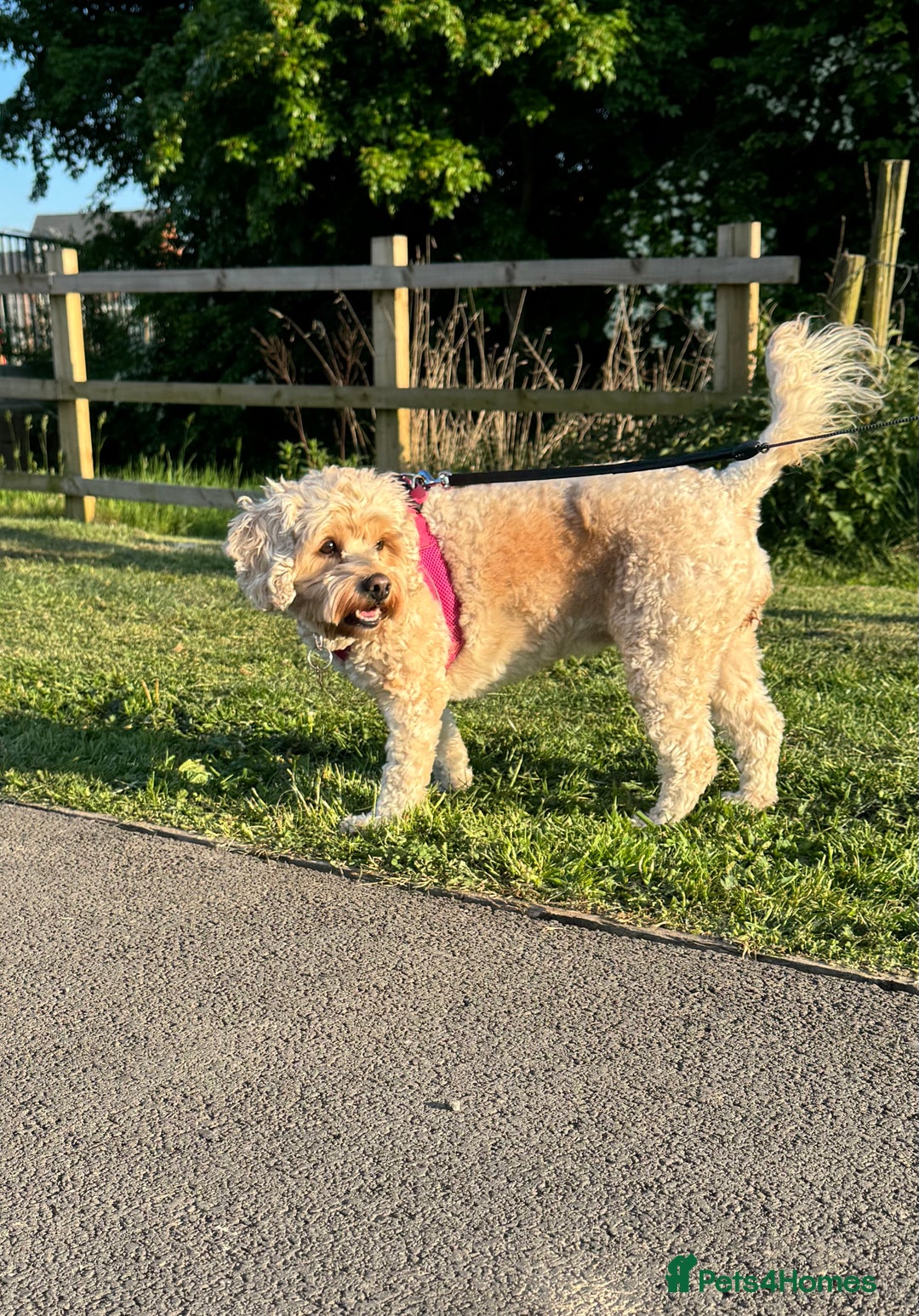 Mixed Breed dogs for sale: 5 Beautiful Cavapoo / Cockapoo puppies  - Image 5