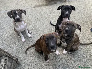 Mixed Breed dogs American Staff Terrier Cross Puppies Only 3 left! - Advert 1
