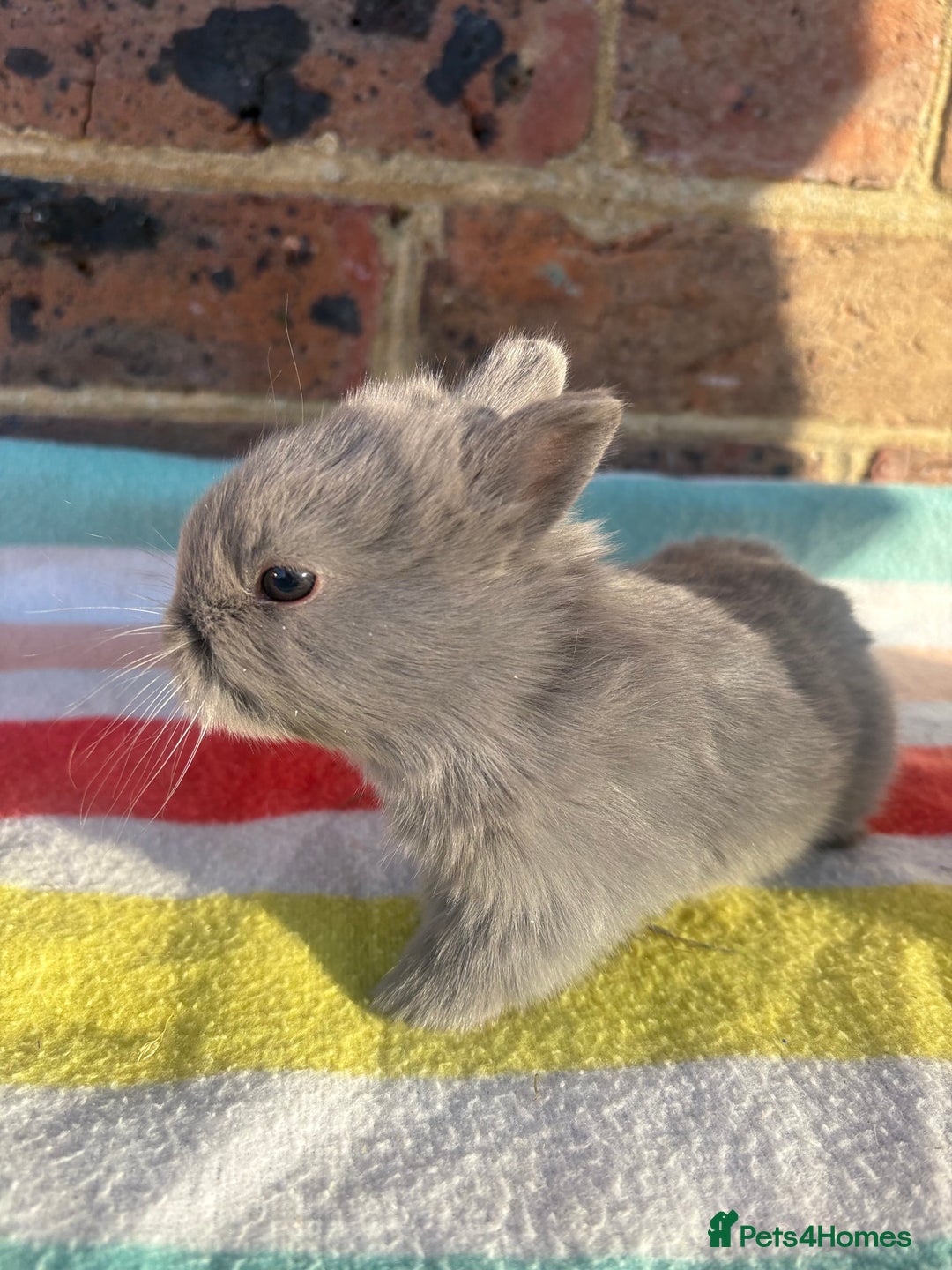 Netherland Dwarf rabbits for sale: Sweet Blue Netherland Dwarf bunnies  - Advert 5