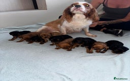 Cavalier King Charles Spaniel dogs for sale: Beautiful cavalier puppies  - Image 4