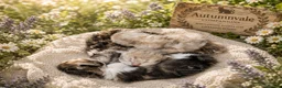 Siberian cats for sale: Ch. Sired Siberian Kittens - ready mid-September in Norwich - Advert 6