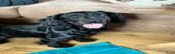 Cocker Spaniel dogs for sale: Cocker spaniel part trained for sale.  - Advert 2