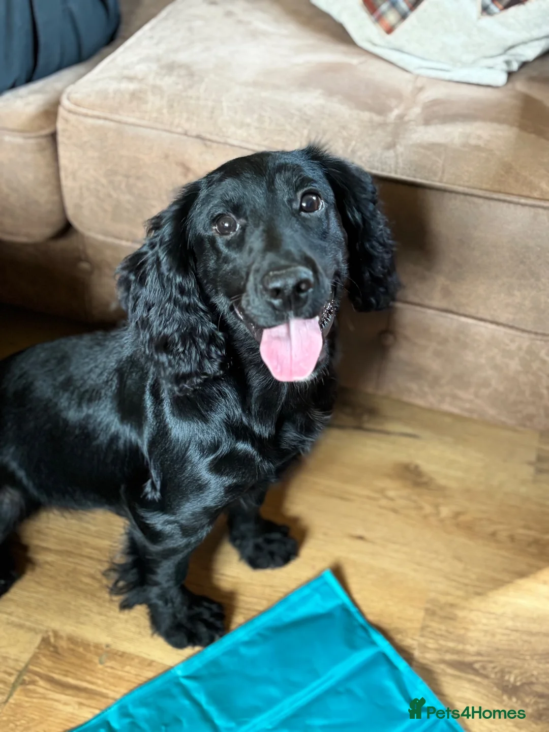 Cocker Spaniel dogs for sale: Cocker spaniel part trained for sale.  - Advert 2