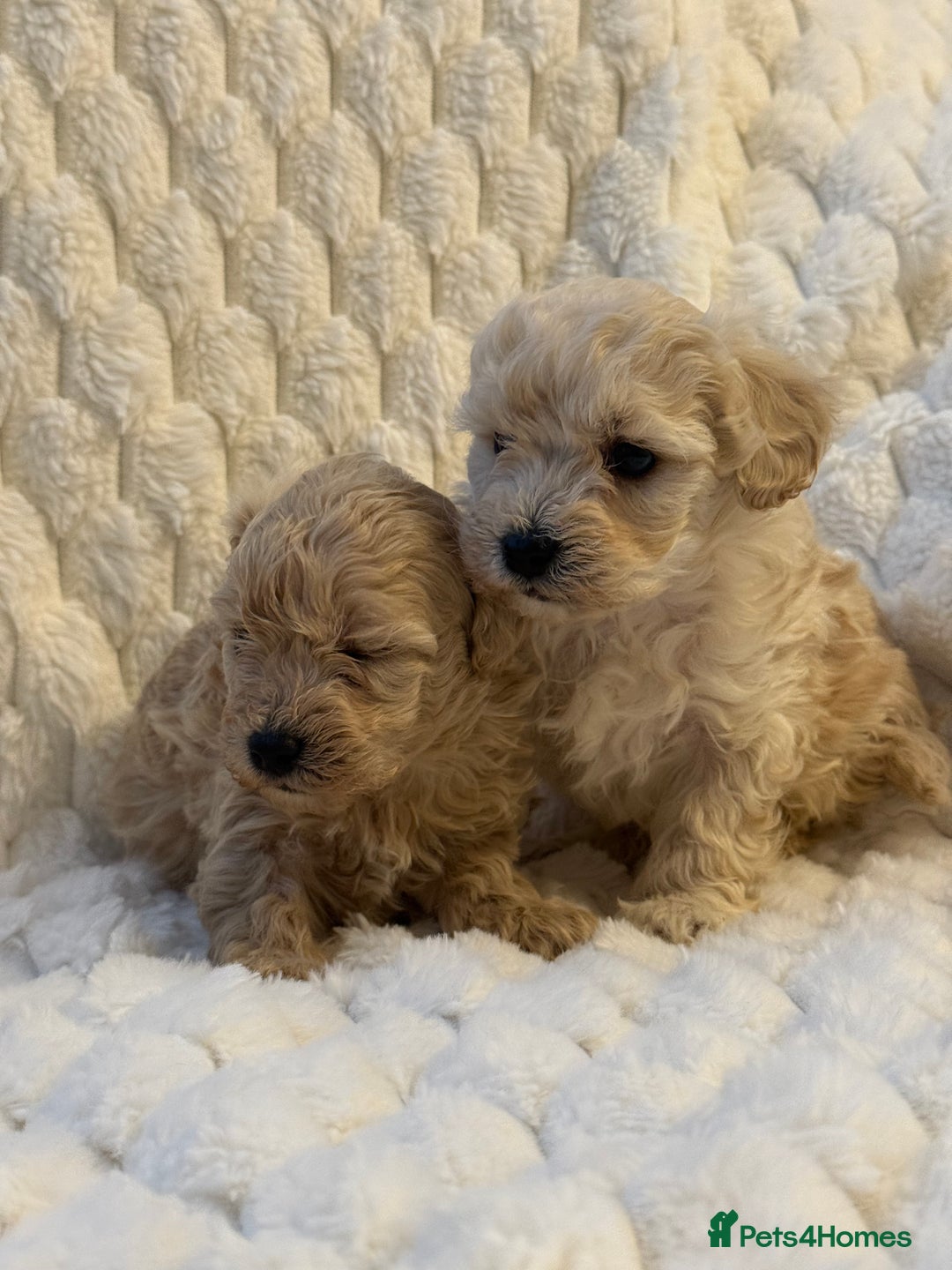 Maltipoo dogs for sale: ❤️MALTIPOO PUPPIES❤️ - Advert 7