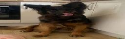 German Shepherd dogs for sale: German Shepherd Female   - Advert 2