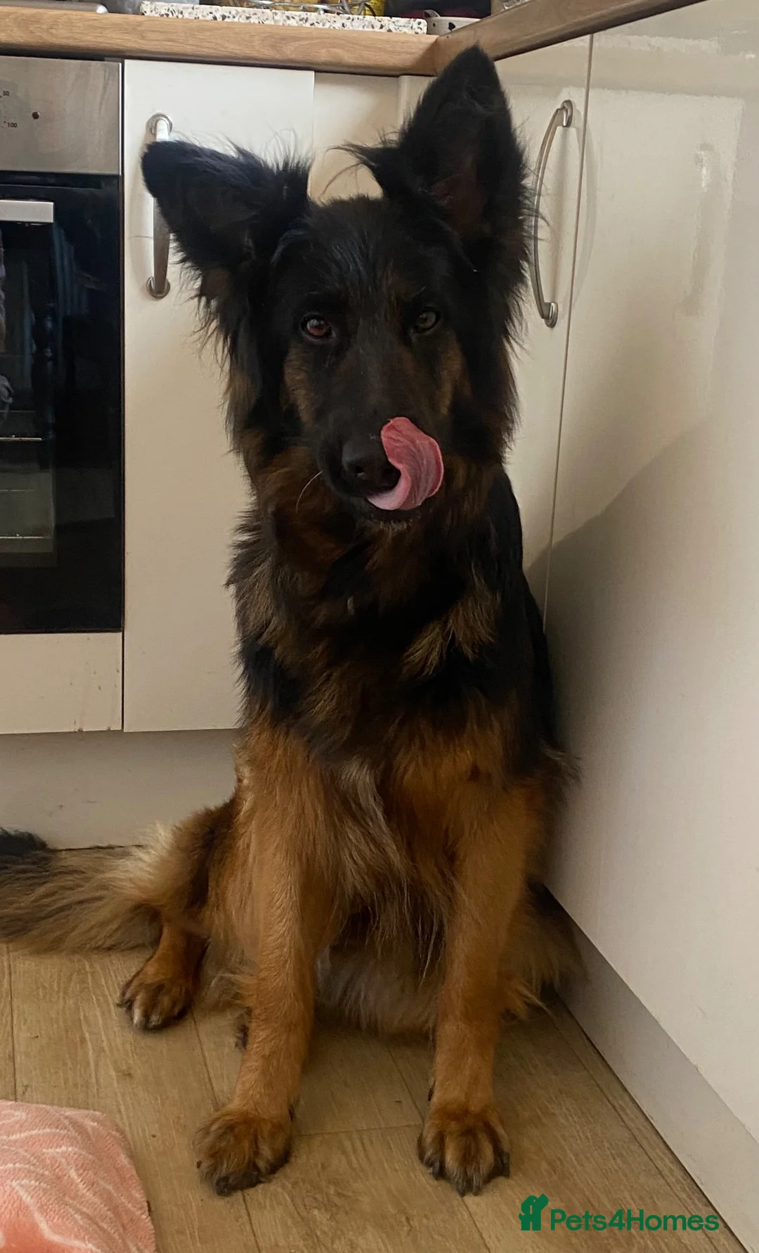 German Shepherd dogs for sale: German Shepherd Female   - Advert 2