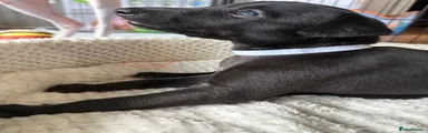 Whippet 4