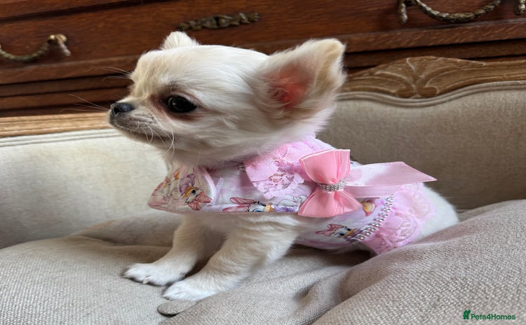 Chihuahua dogs Chihuahua puppies 1 boy 1 girl  - Advert 14