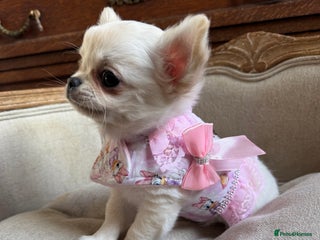 Chihuahua dogs Chihuahua puppies 1 boy 1 girl - Advert 15