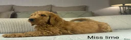 Labradoodle dogs for sale: INSTAGRAM. “OAKWELL RETRIEVERS” HEALTHY HOUNDS - Advert 5