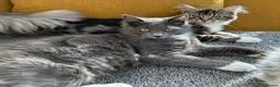 Maine Coon cats for sale: Maine coon cross - Advert 6