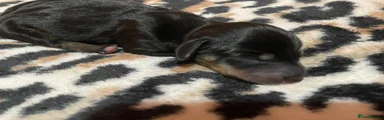 Dachshund Puppy 4