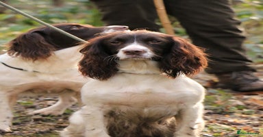 English Springer Spaniel dogs - Advert 6