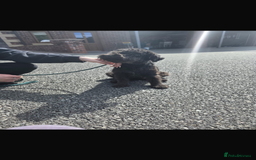 Miniature Schnauzer dogs for sale: Miniature schnauzer  - Image 4