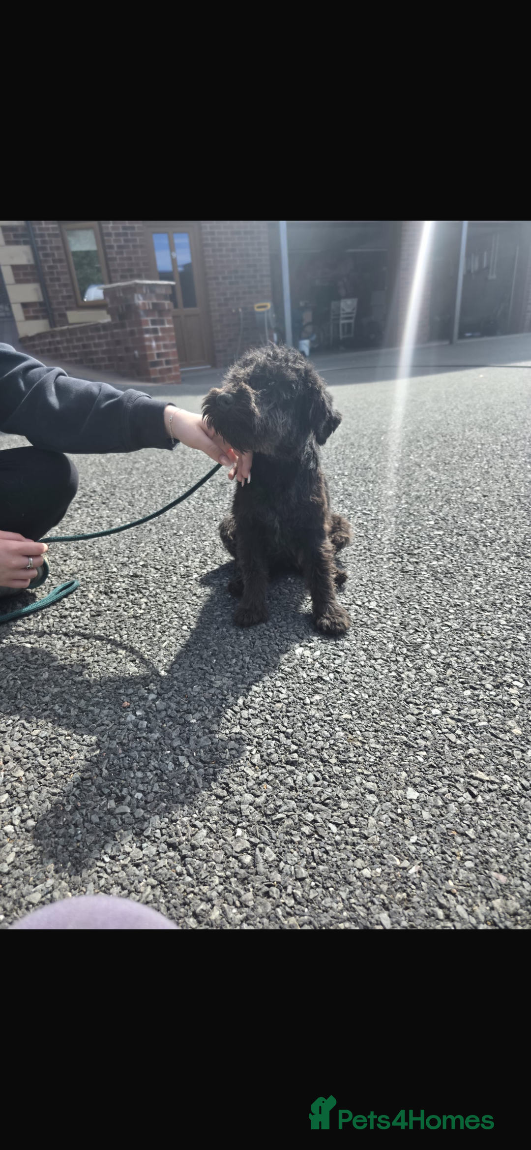 Miniature Schnauzer dogs for sale: Miniature schnauzer  - Image 4