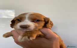 Sprocker dogs for sale: Gorgeous sprocker pups - Image 2