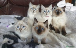 Ragdoll cats for sale: Beautiful GCCF Registered Ragdoll Kittens. - Image 1