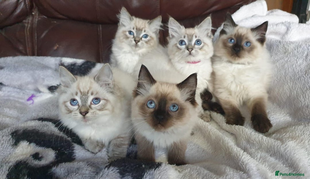Ragdoll cats for sale: Beautiful GCCF Registered Ragdoll Kittens. - Image 1