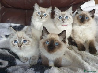 Ragdoll cats - Advert 6