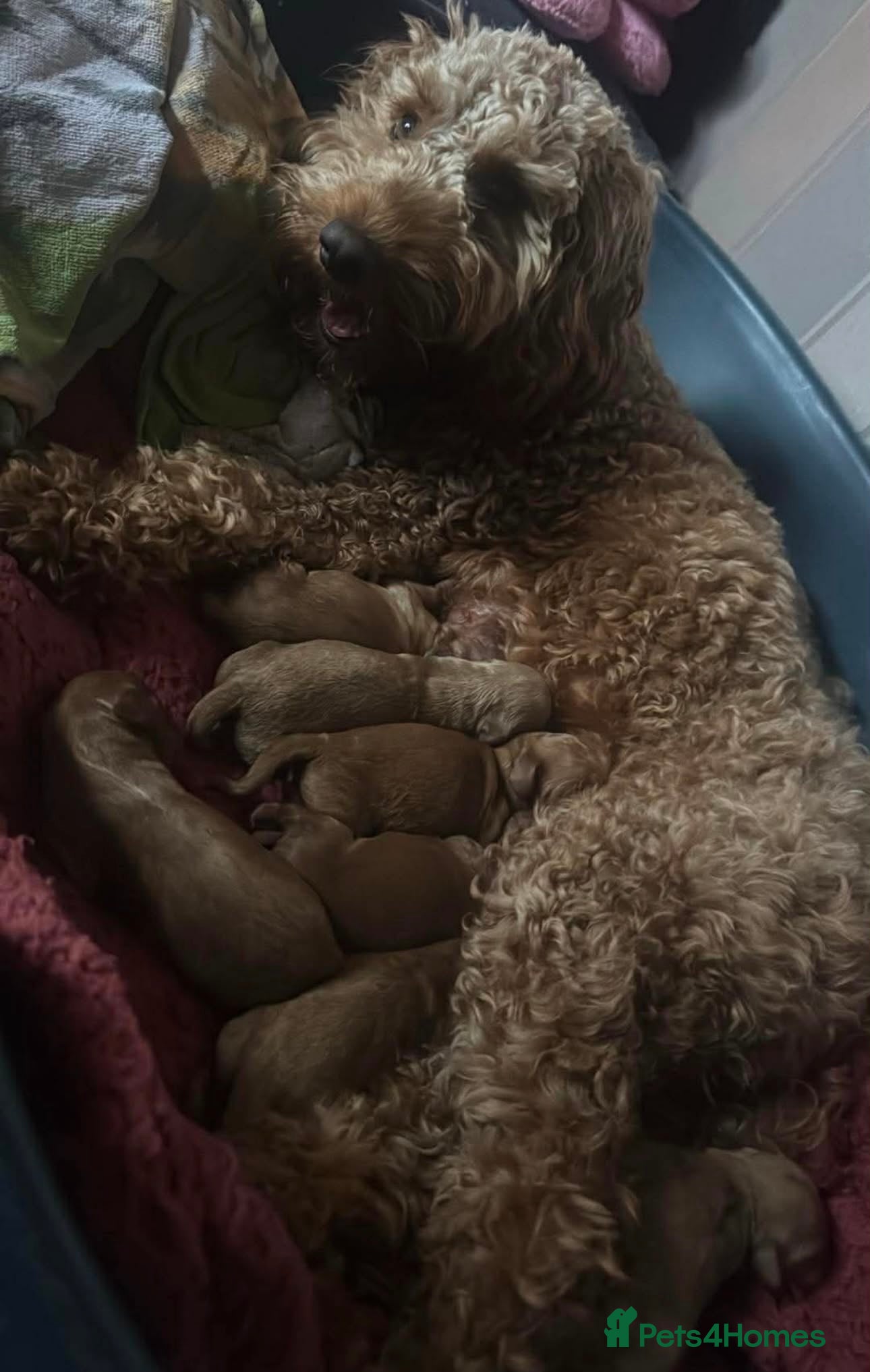 Cockapoo dogs Cockapoo puppies - Advert 2