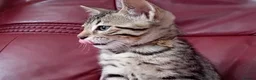 Bengal cats for sale: Bengal Kittens: Princess, Hunter & Friend - Advert 39
